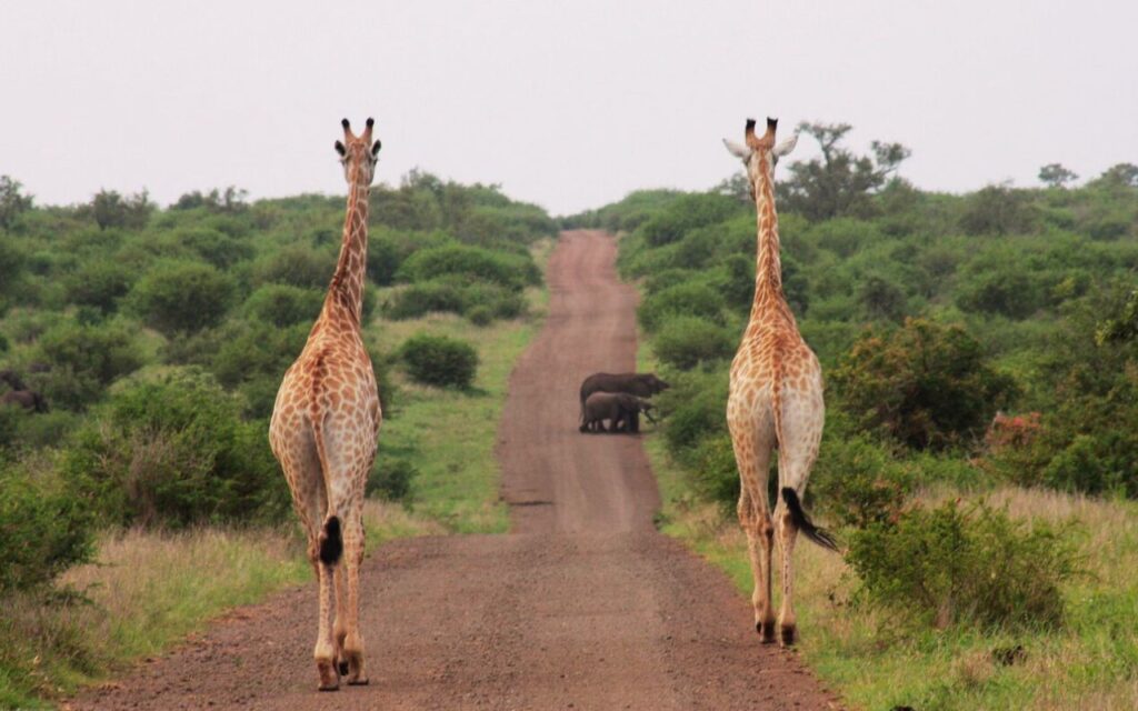 A journey of Giraffe, Kruger National Park (Image by Moniera from Pixabay)