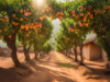 (Cover: The rows of peach trees)